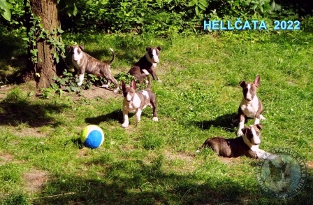 Štěňata vrh I 2022