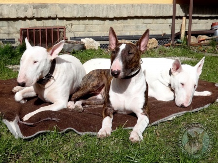 Elizabeth,Hellen + Iris