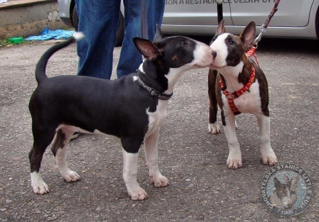 Little Bull session Kletečná