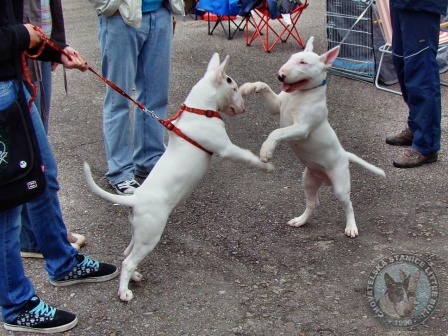 Little Bull session Kletečná