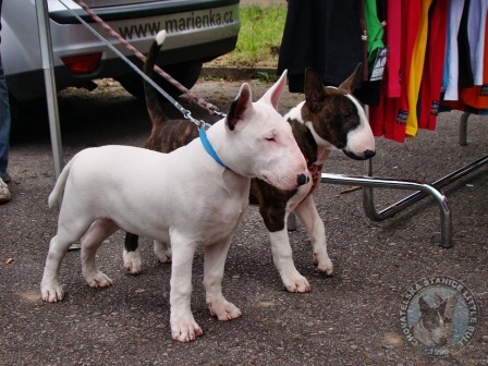 Little Bull session Kletečná