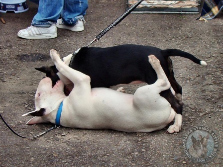 Little Bull session Kletečná