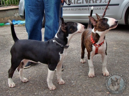 Little Bull session Kletečná